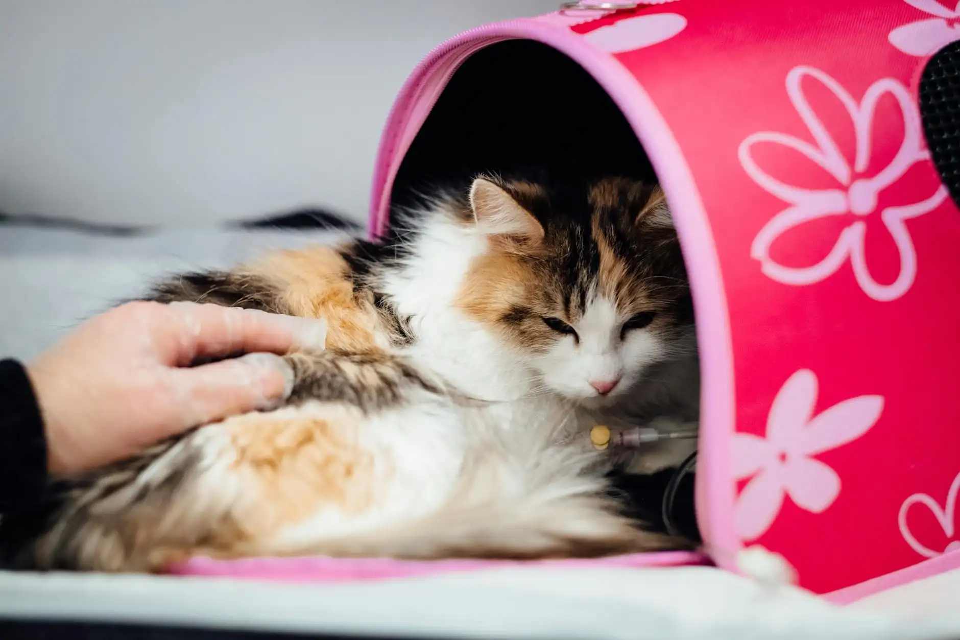 Марина Козлова Portfolio 7